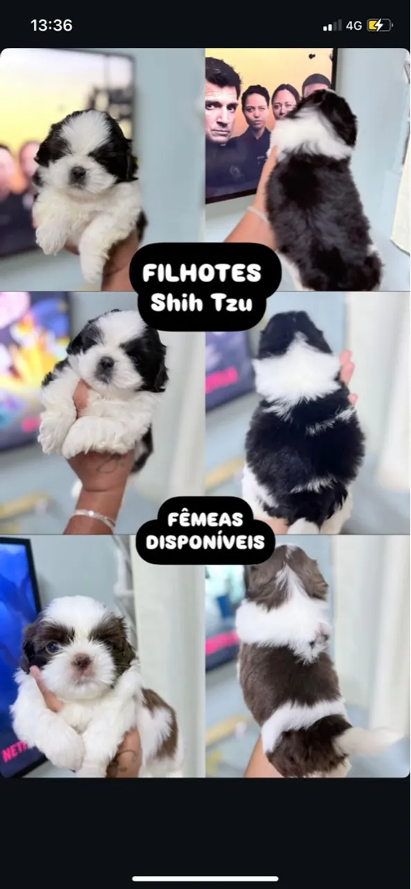Filhotes Shih Tzu Fêmeas Vacinadas e Vermifugadas Disponíveis