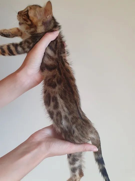 Gatinho Bengal puro com pedigree