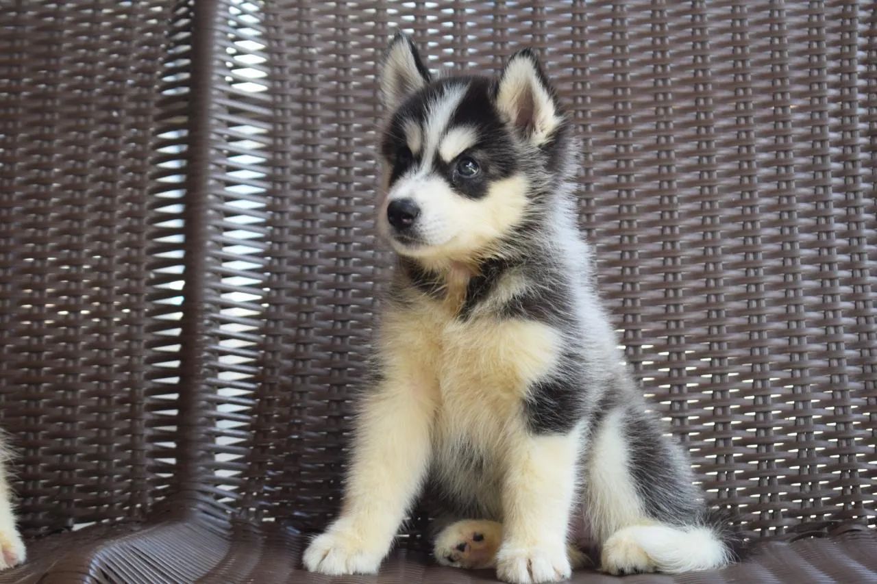Filhote de Husky siberiano macho com pedigree