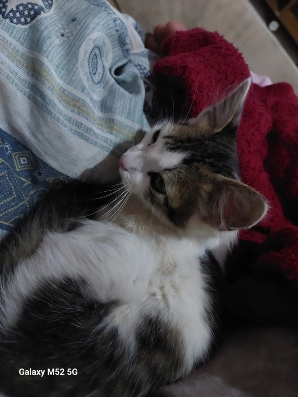 Gatinho filhote a procura de um lar!