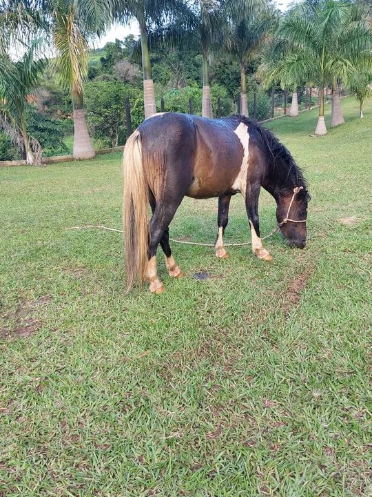 Pônei  - Foto 5