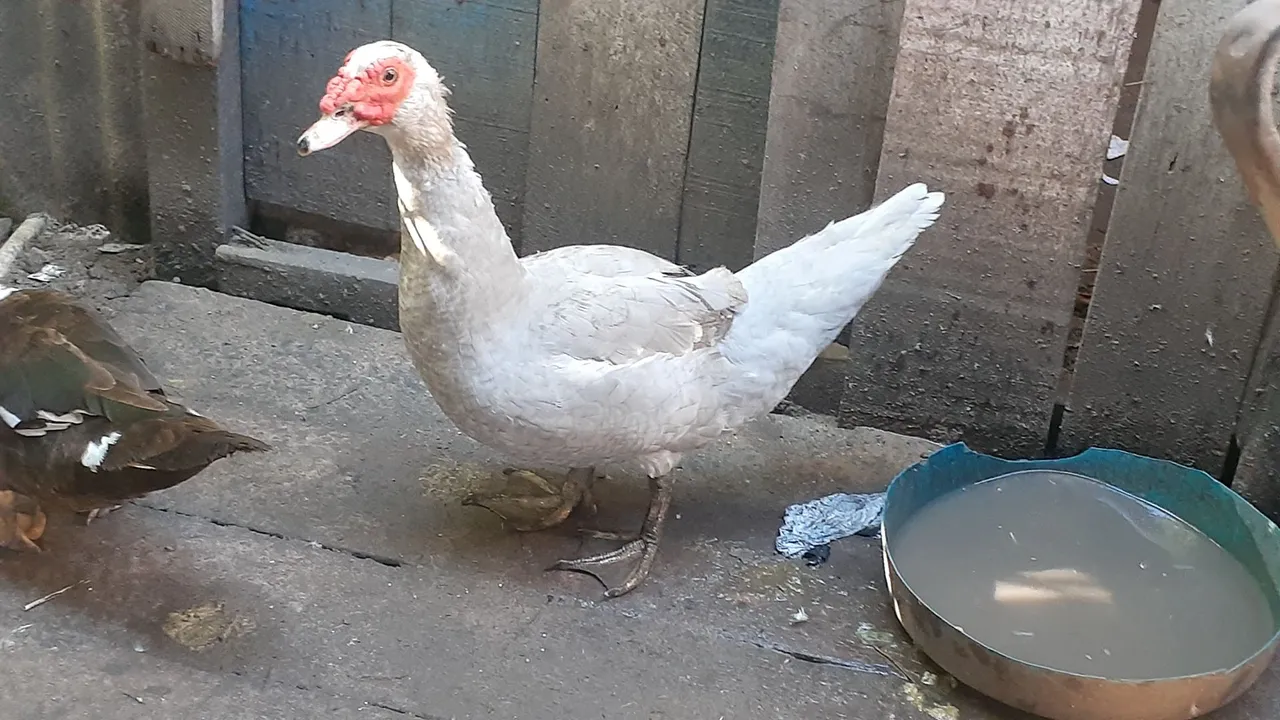 Pato Kawiano