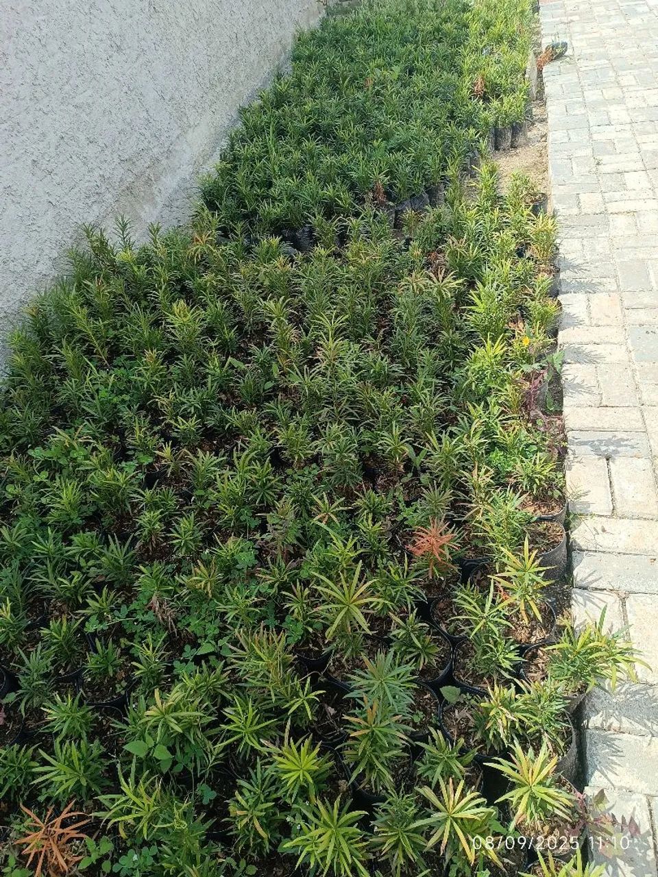 Mudas de podocarpus por 7,50 reais  - Foto 5