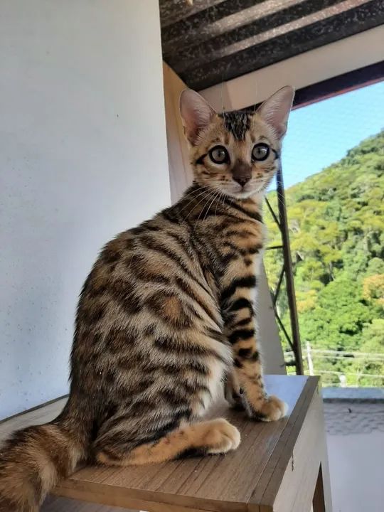 Gatinho Bengal puro com pedigree - Foto 3