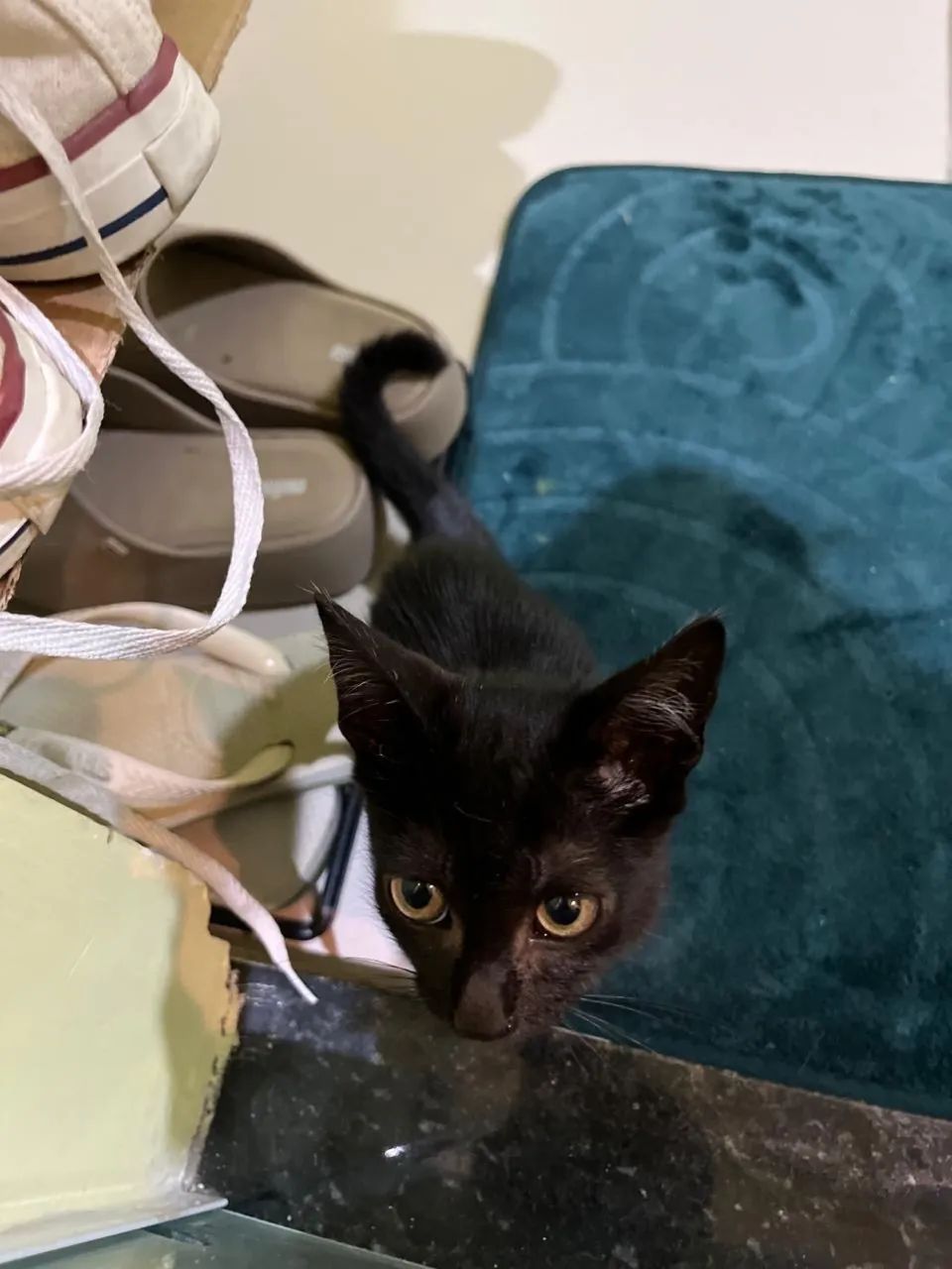 Filhote de gato preto