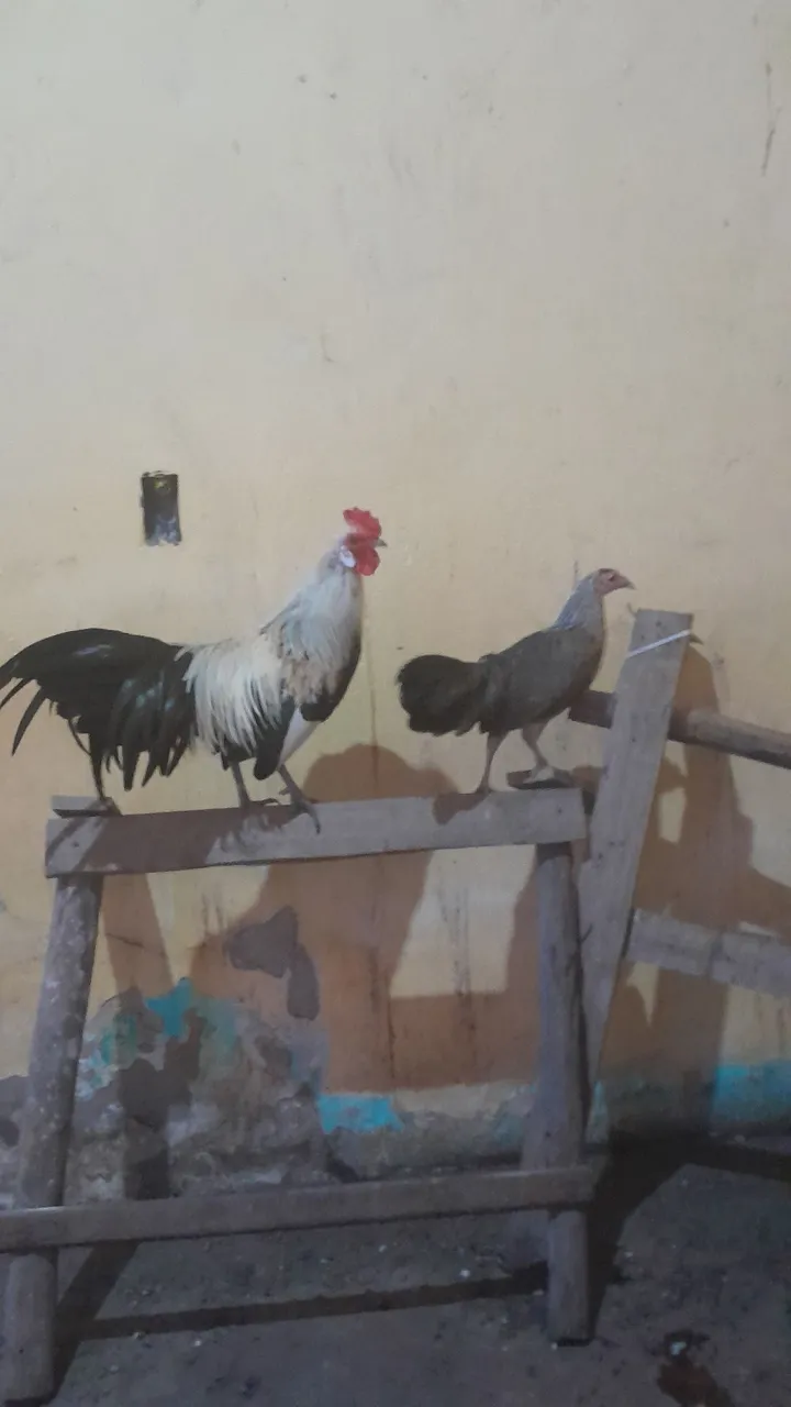 Casal de Fênix prata disponível 