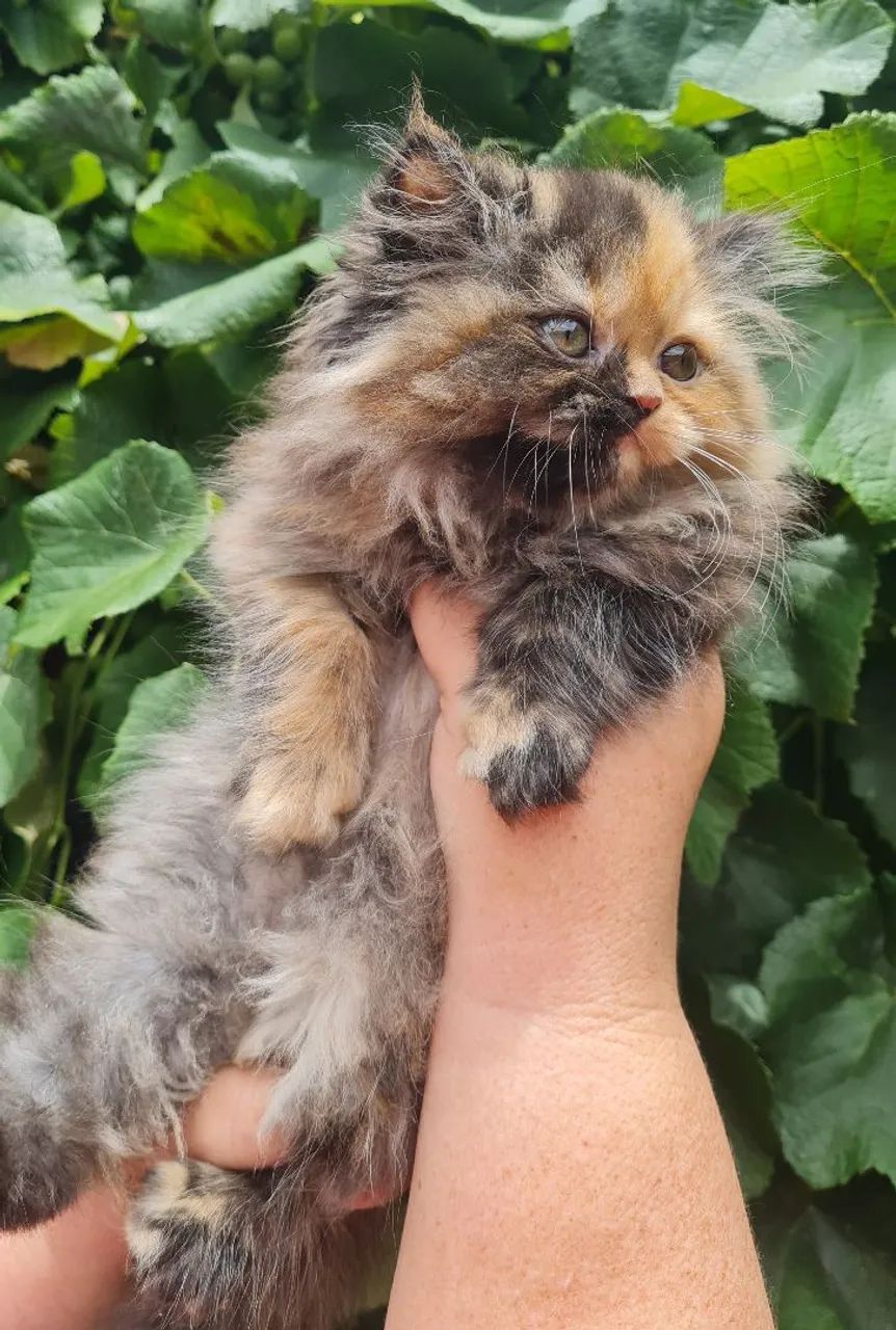 Persa Fêmea  - Foto 3