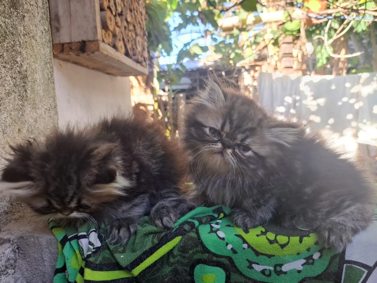 Gato persa macho *54