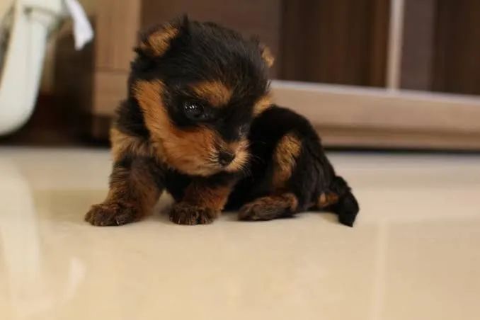 Yorkshire Mini Bibelo Filhote Fêmea com Pedigree 