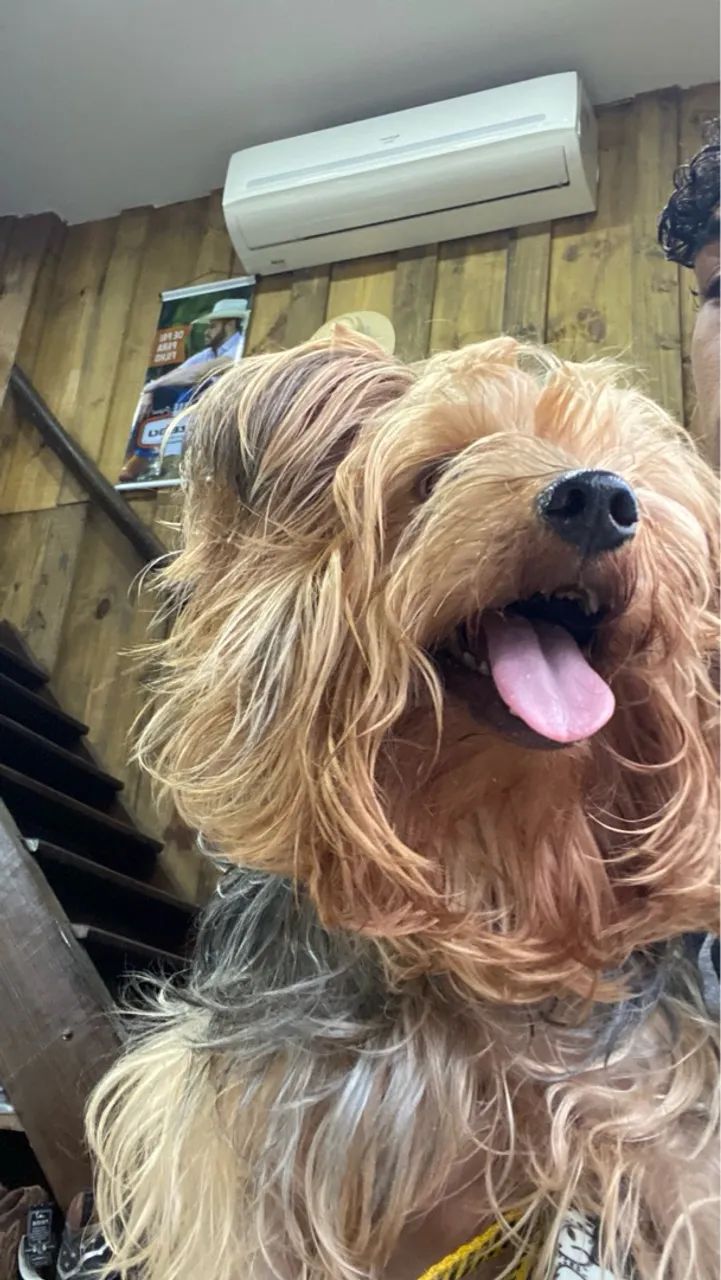 Yorkshire Terrier macho busca fêmea  - Foto 4