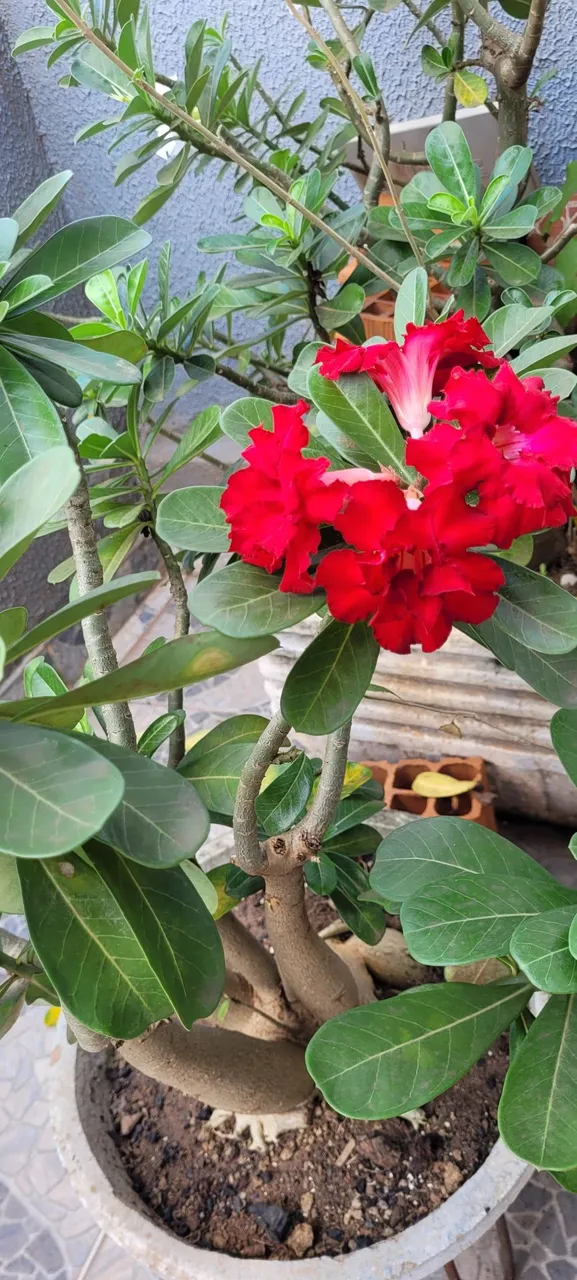 Rosas do deserto