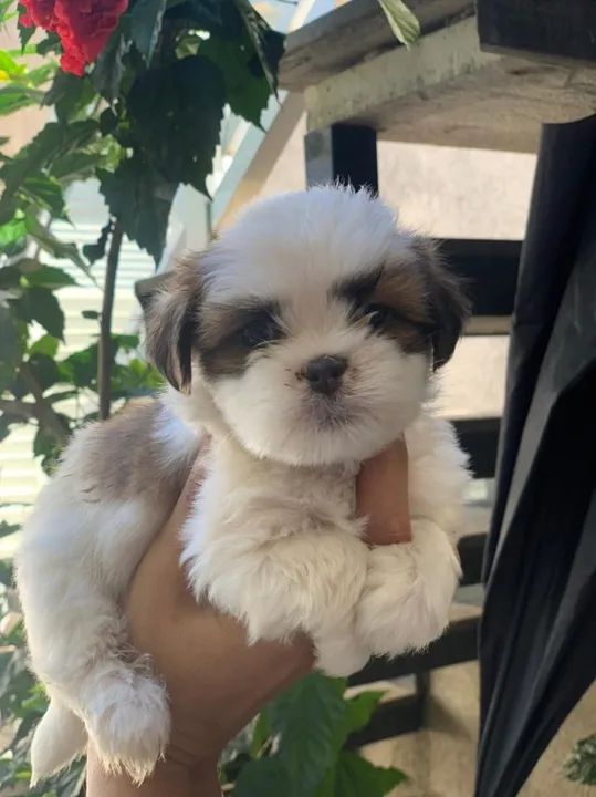 Shih tzu Filhotes com Pedigree e garantia de saude  - Foto 2