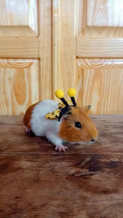 Porquinho da índia macho 