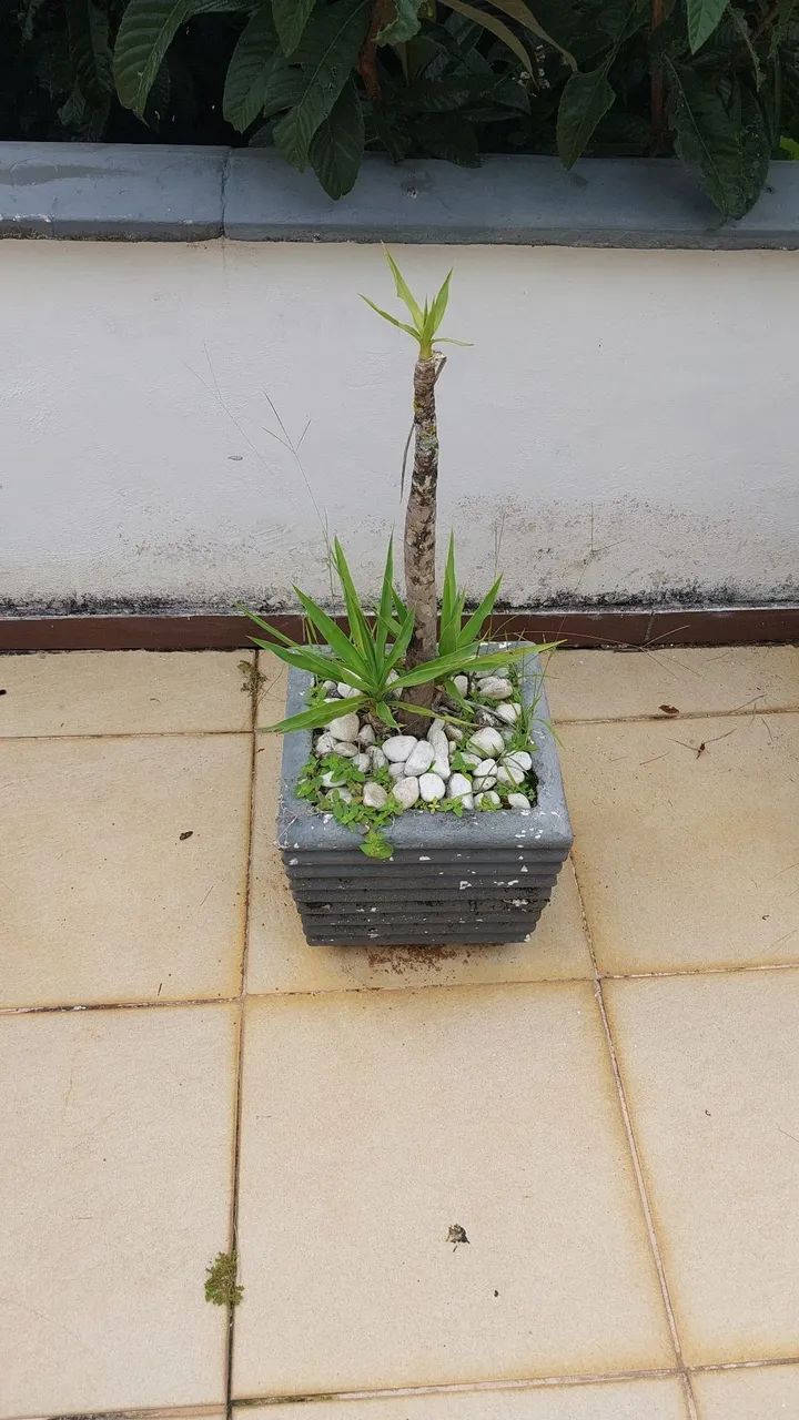 Vasos de Planta em Concreto com planta Yucca - Foto 3