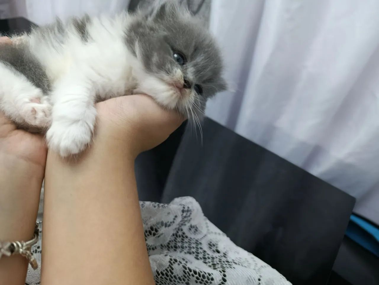 Gatinhos persa macho  - Foto 6