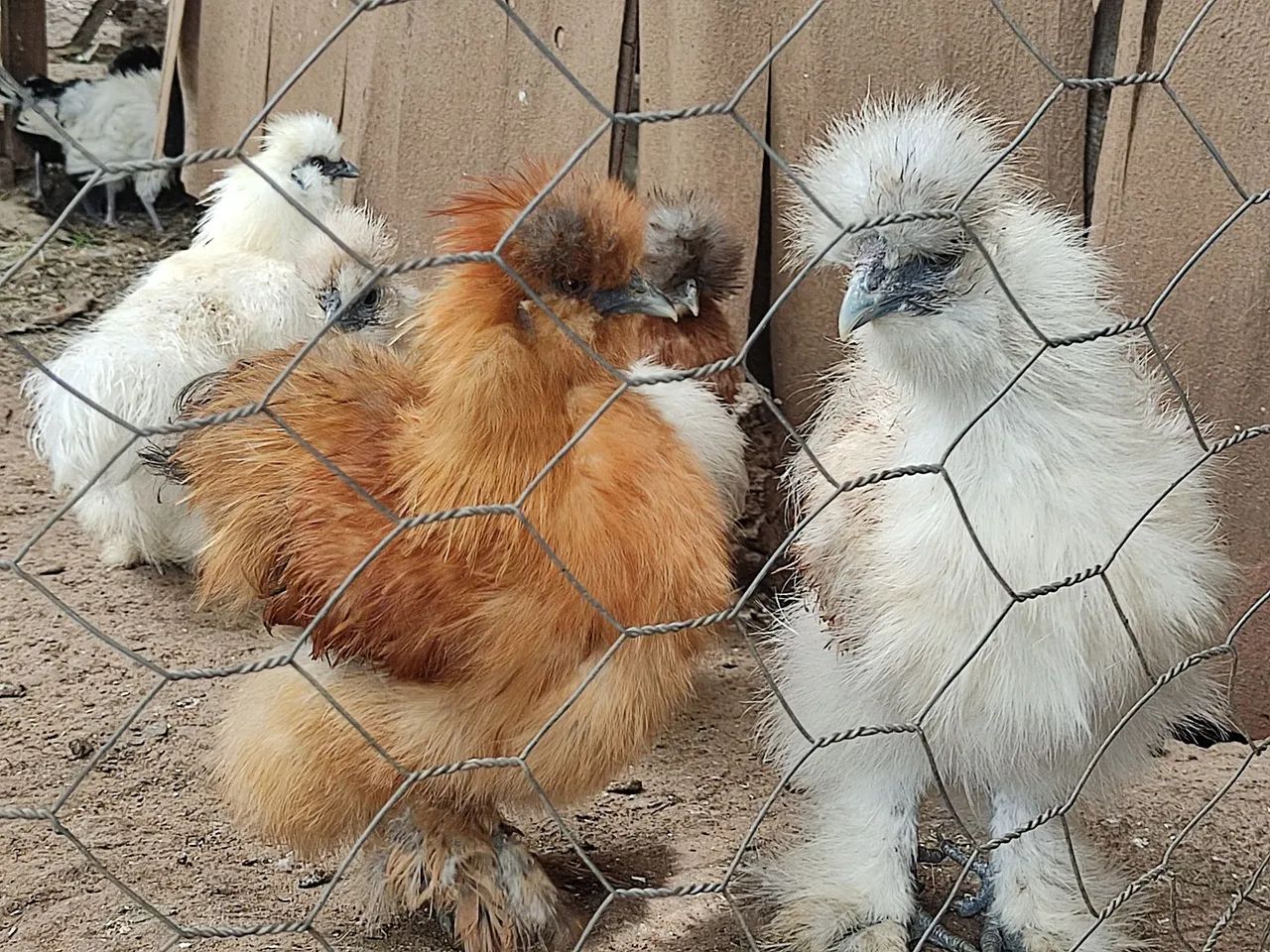 Ovos férteis de sedosas do Japão (Silkie) - Foto 2