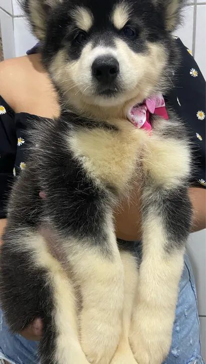 Husky siberiano fêmea  - Foto 4