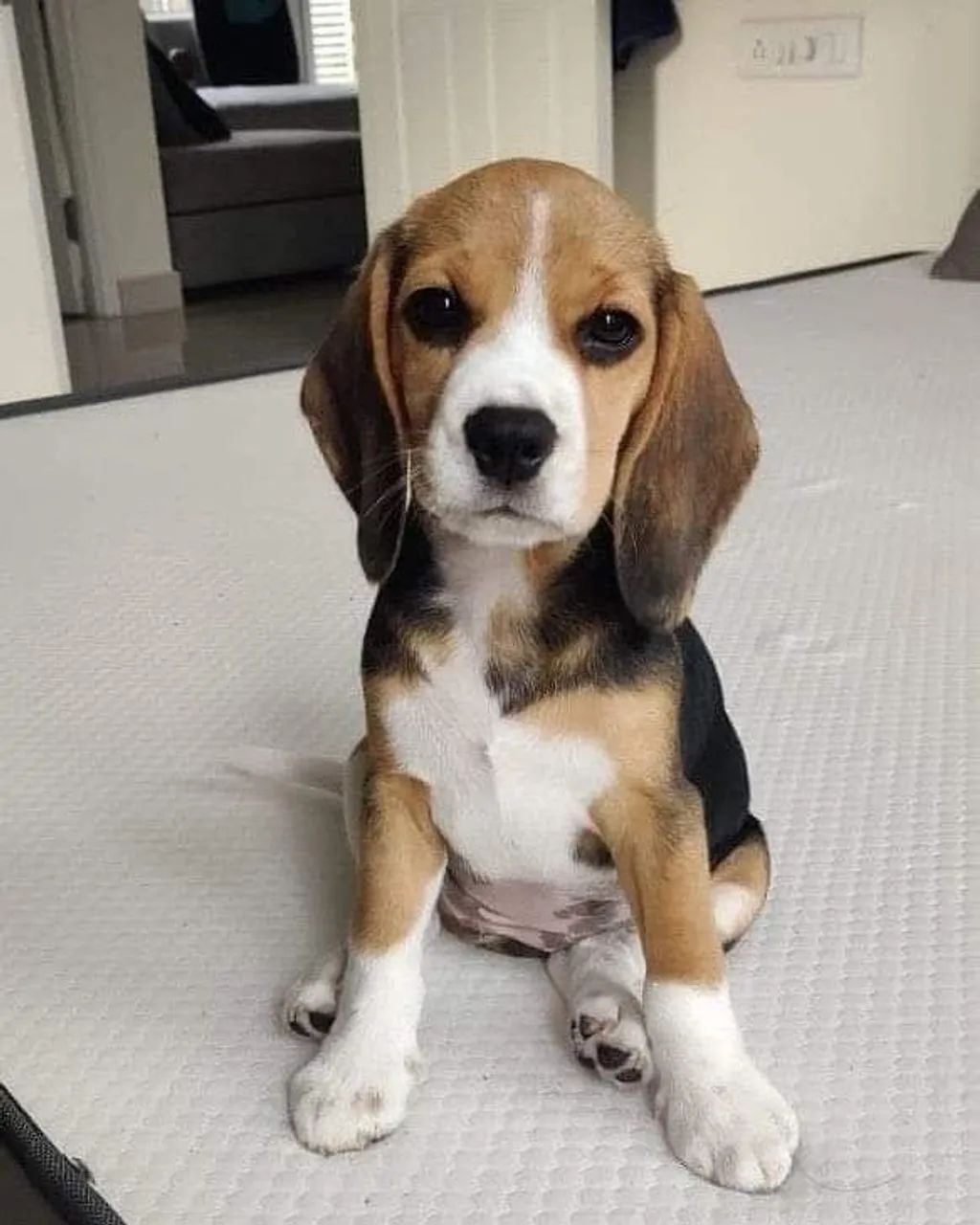 Beagle - Um dog do coração do tamanho do mundo 