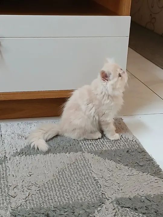 Filhote fêmea de persa - Foto 5