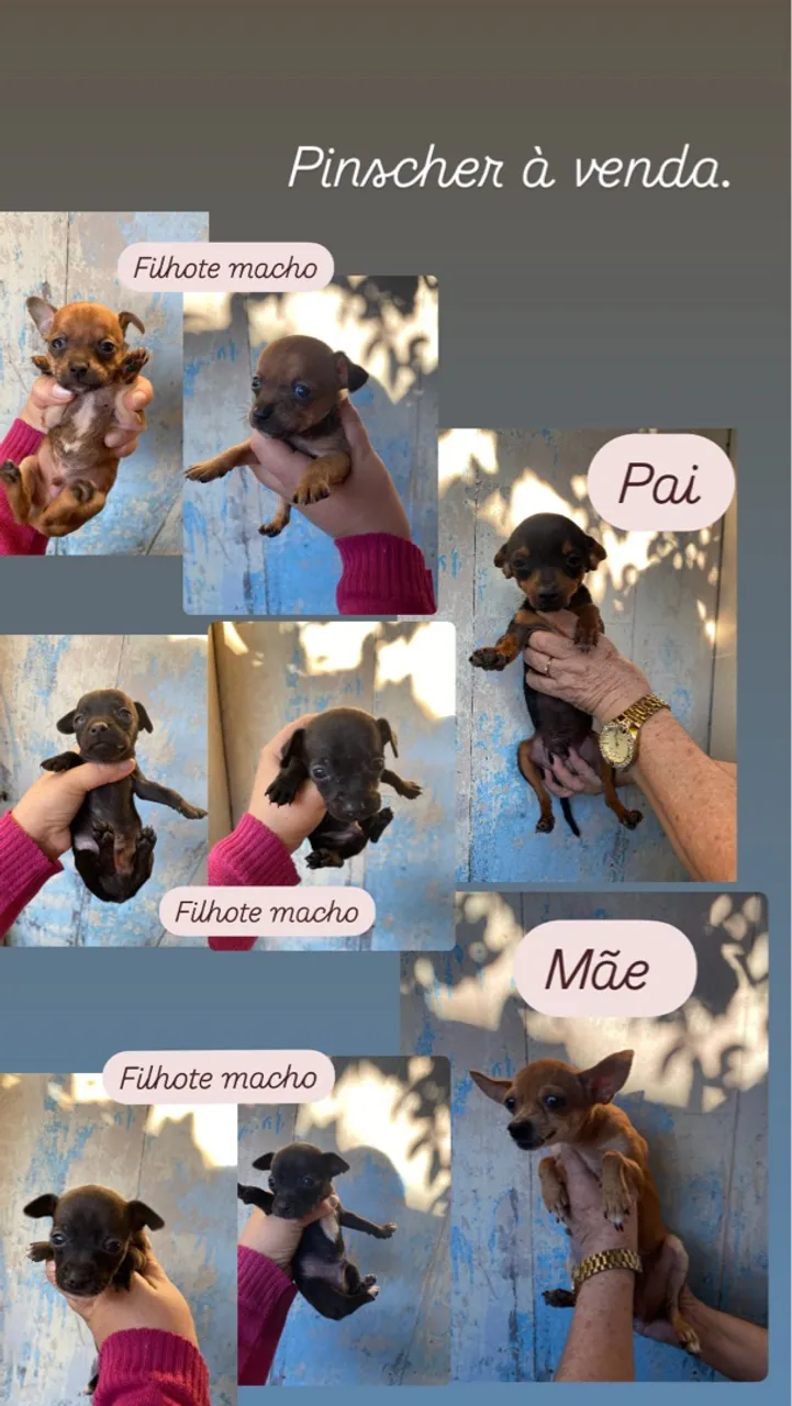 Filhotes de Pinscher à venda