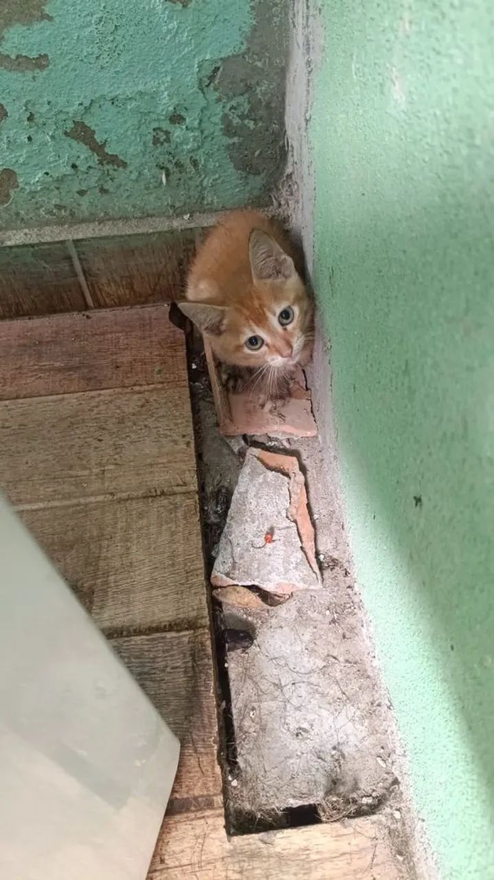 Gatos abandonados para adoção responsável  - Foto 2