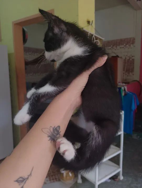 Doação de gatinha filhote - Foto 5