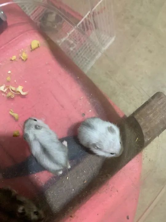 Venda Hamister russo filhote manso  - Foto 3