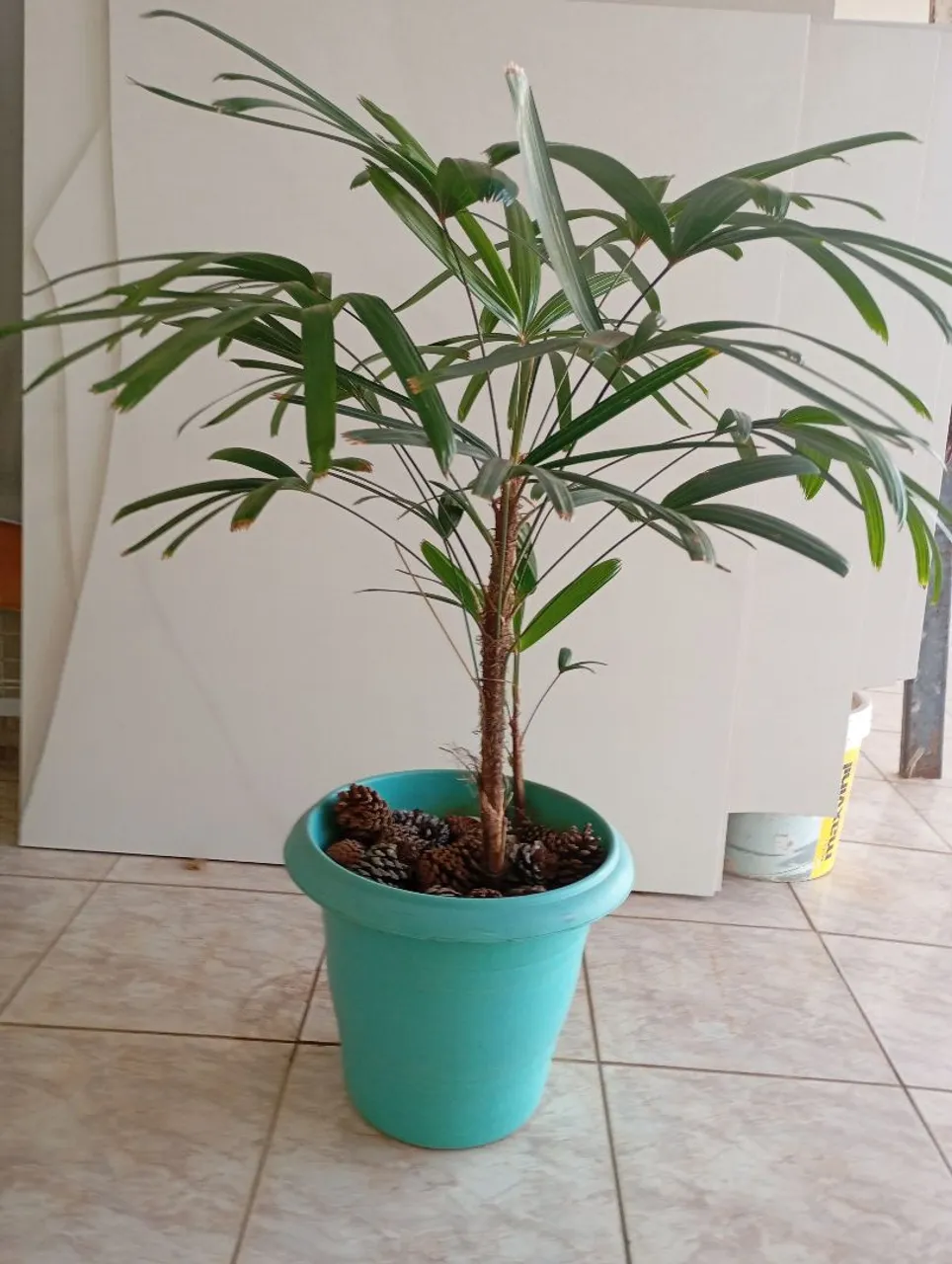 Linda Palmeira Rafis em Vaso