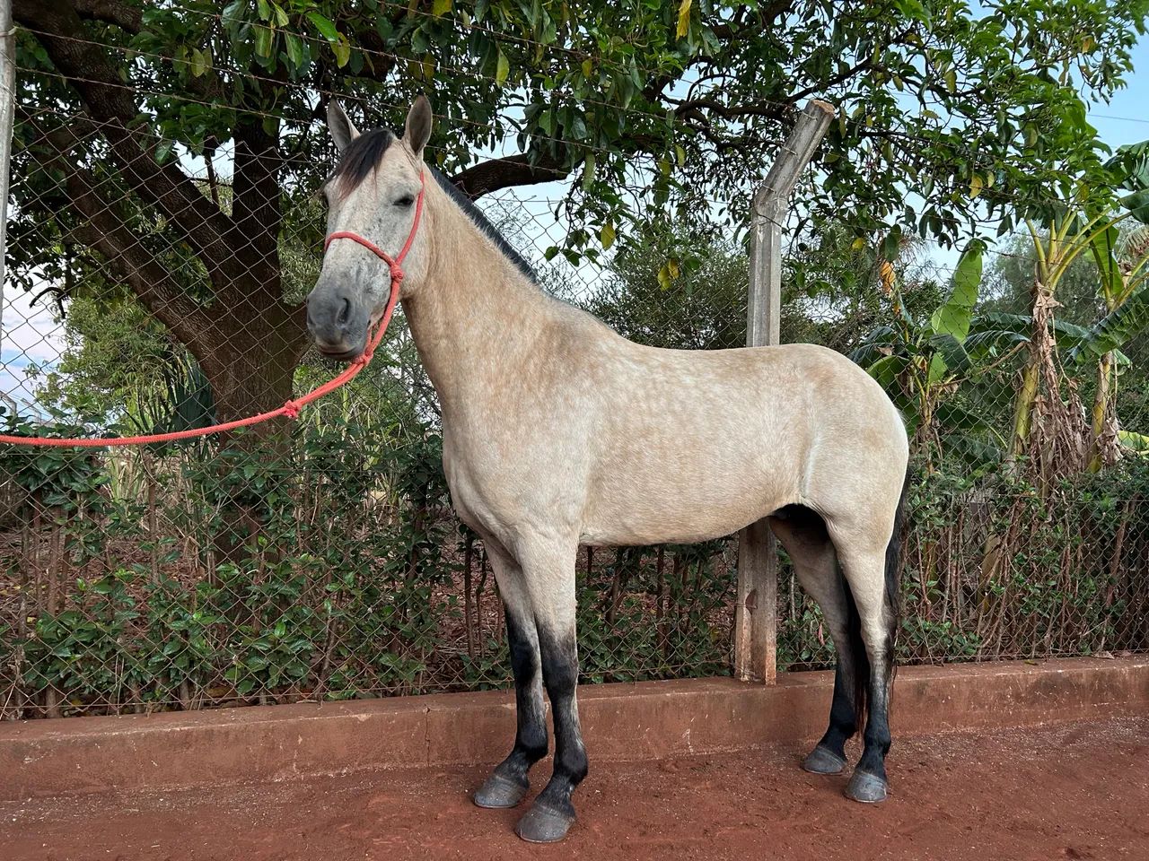 Cavalo Mangalarga  Cela e charrete  - Foto 3