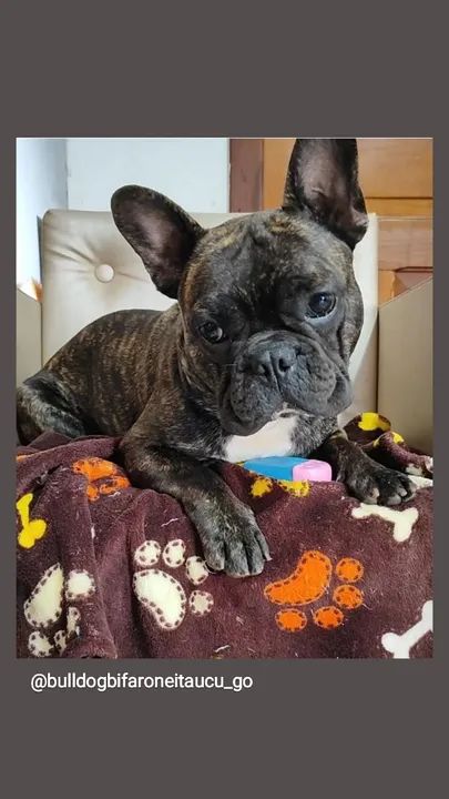 Bulldog machinhos com pedigree  - Foto 4