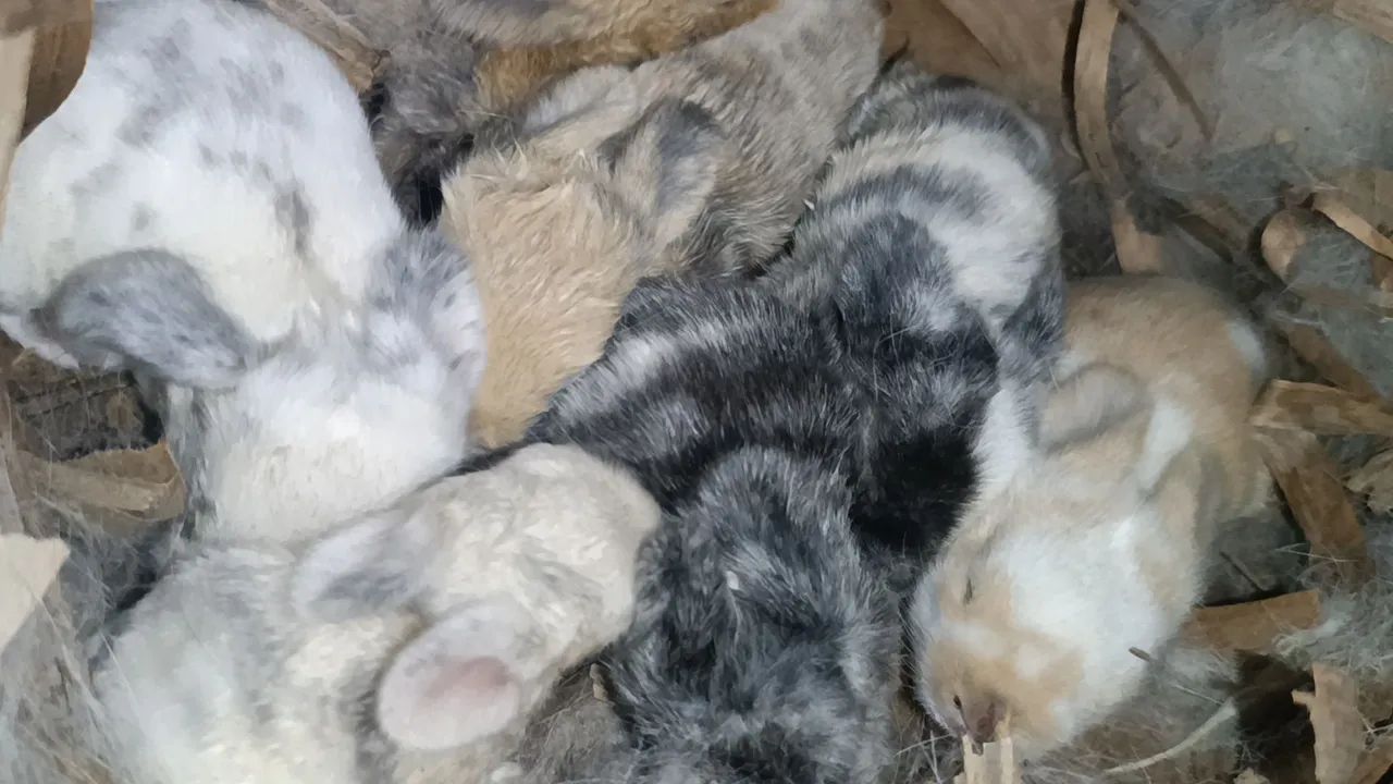 Mini Lop uruguaio  - Foto 4