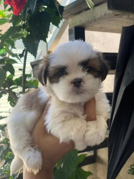 Shih tzu Filhotes com Pedigree e garantia de saude 
