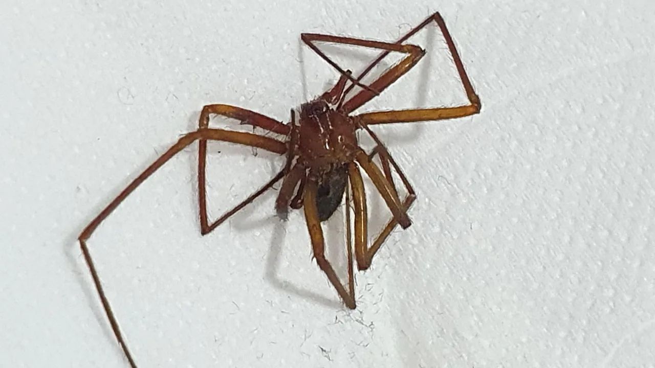 Dedetização contra Aranha Marrom, Aranhas em geral e insetos - Foto 2