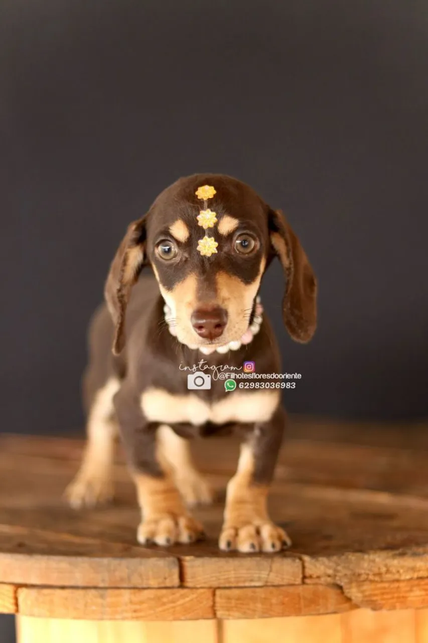 Filhote de Dachshund - Fofura em 4 patas!