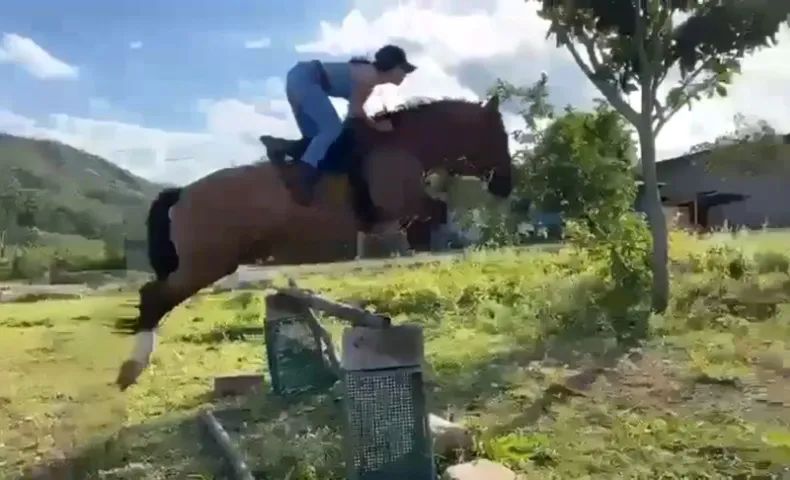 Cavalo Crioulo  - Foto 3