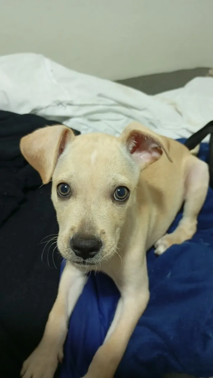 Filhote de cão adorável à procura de um lar!