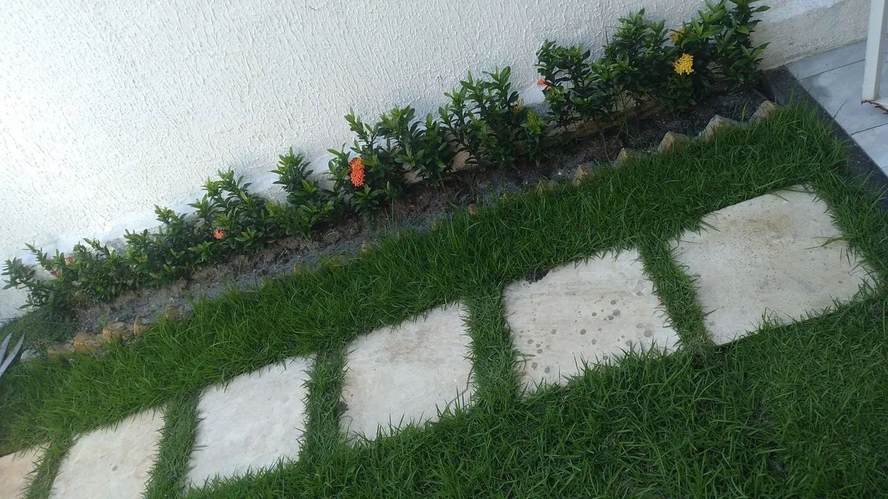 Grama esmeralda - Foto 4