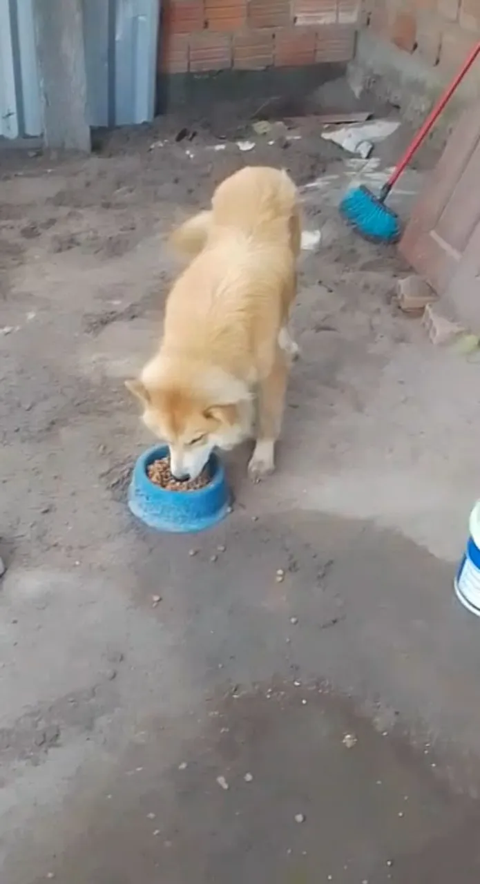 CHOW CHOW