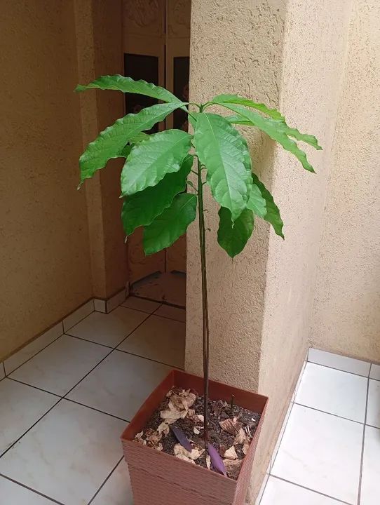 Plantas para sua casa abacateiro e lírio da paz a venda! - Foto 2