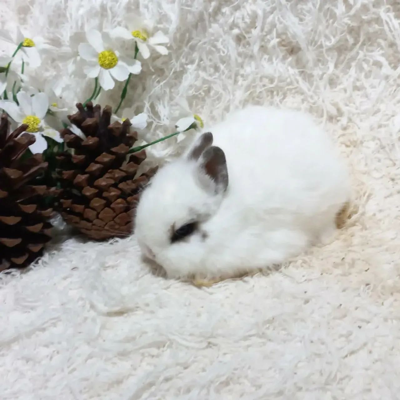 Netherland Darf Importado Coelho anão  - Foto 3