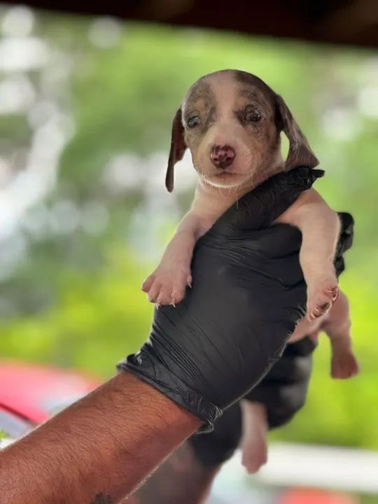 Teckel pelagem única !Preço imperdível 