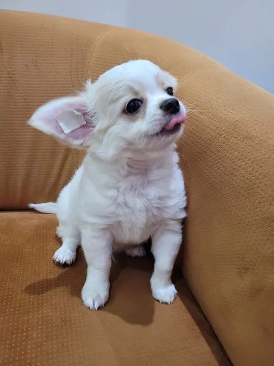 Chihuahua filhote - entregamos até você 