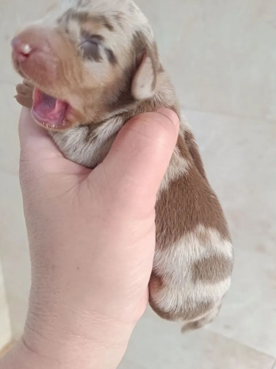 Venda de cachorro Basset 