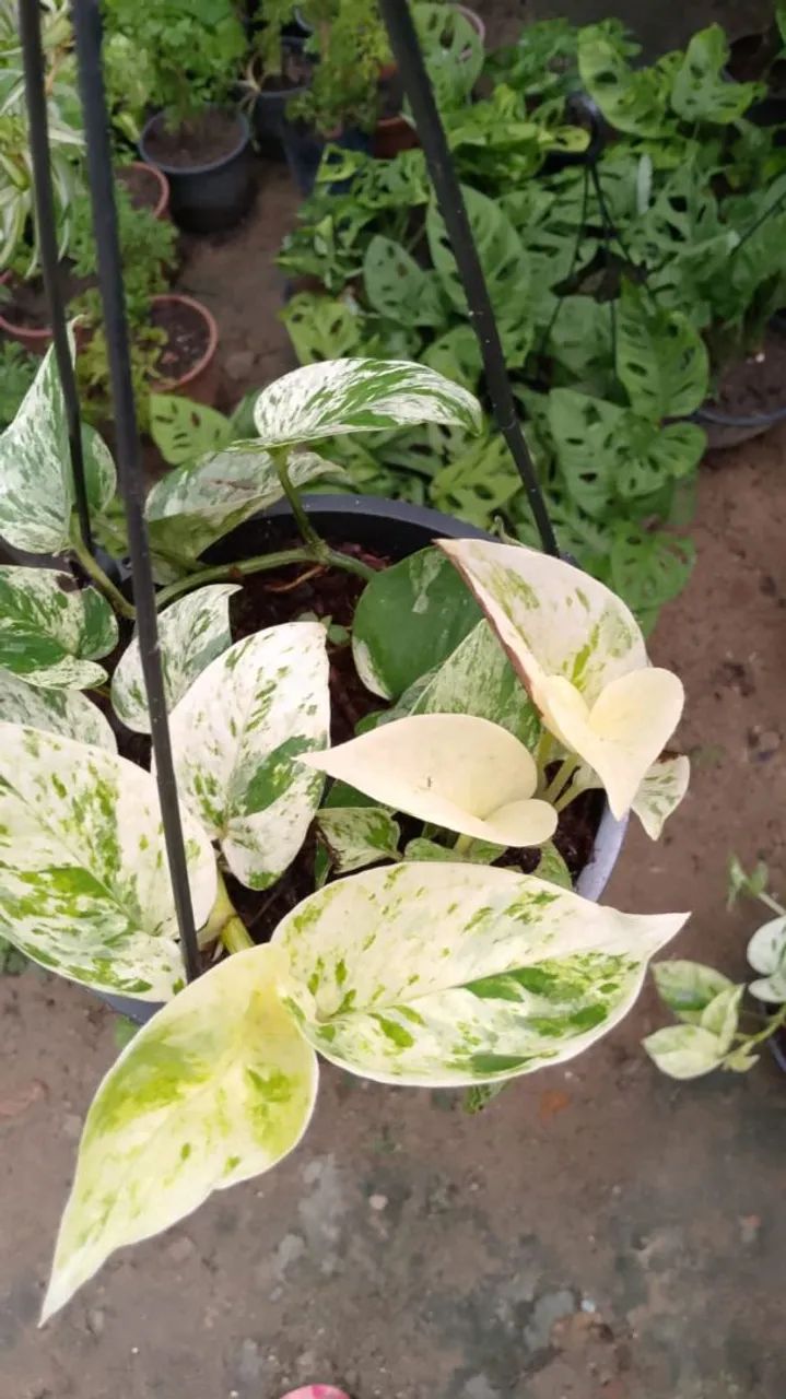 Plantas interna - Foto 4