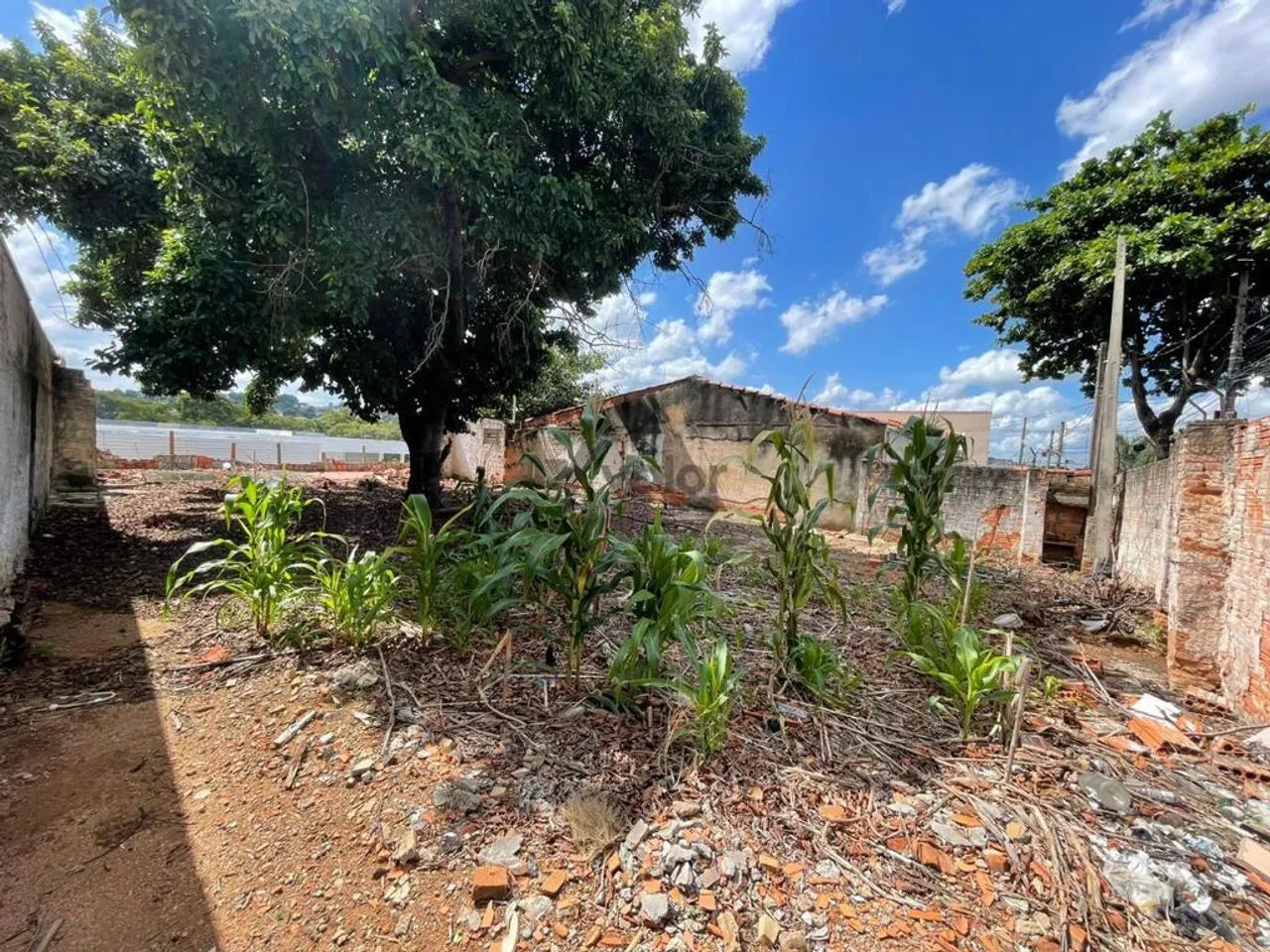 Terreno para alugar em Campinas, Jardim Bela Vista, com 300 m² - Foto 3