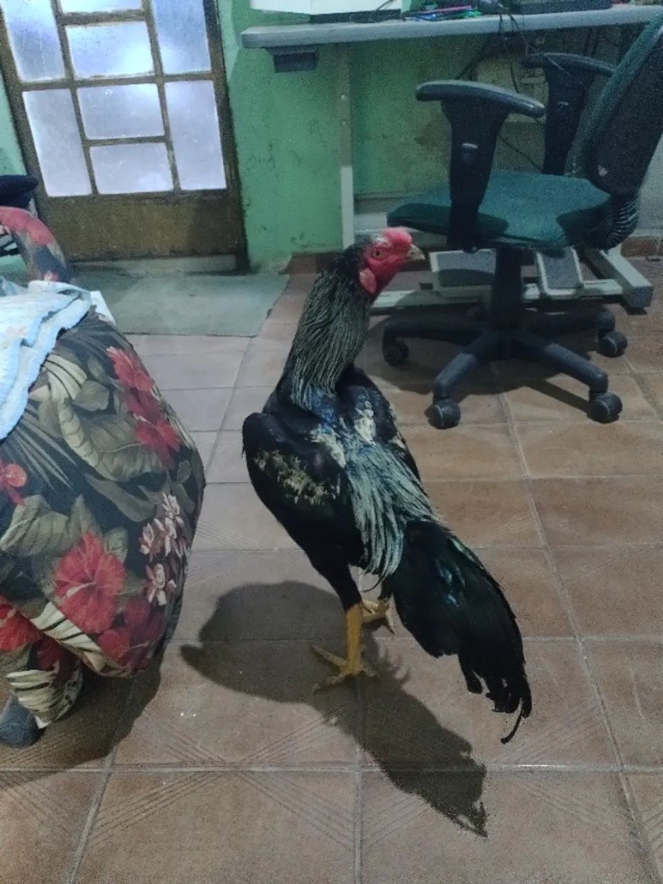 Frango 
