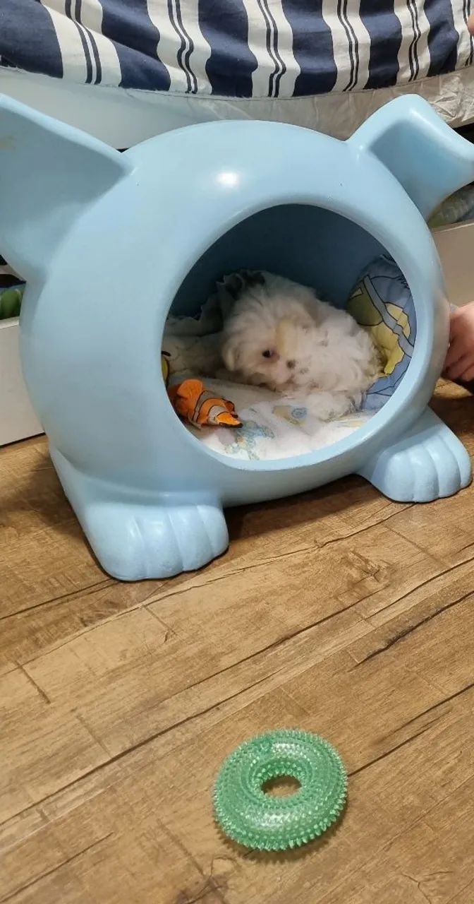 Casinha para cachorro porte pequeno 