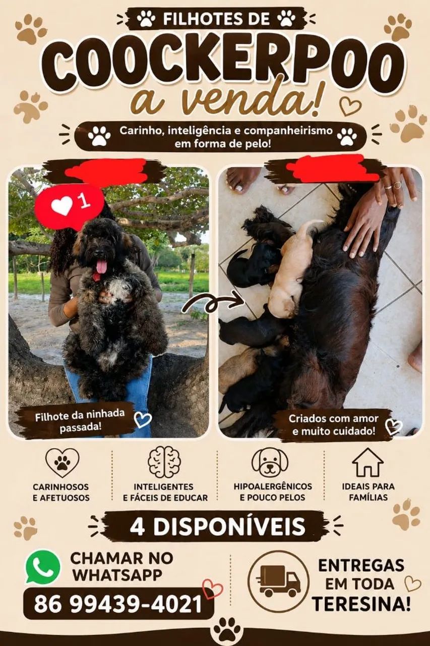 Cachorro - Foto 4