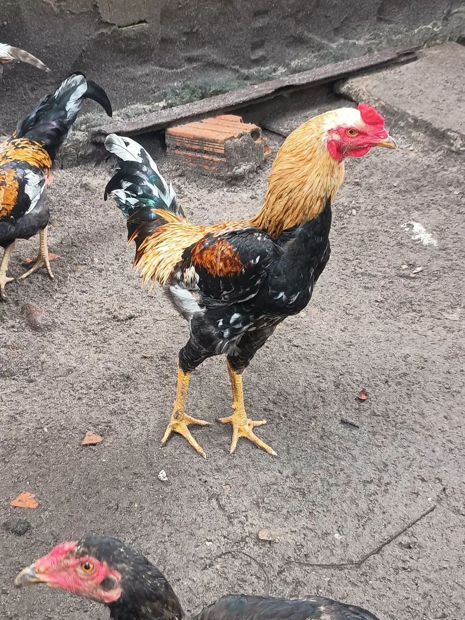 Galos caipira  - Foto 2