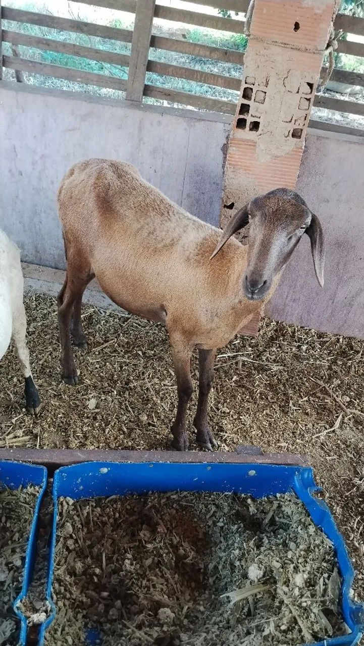 Ovelhas e Carneiros  - Foto 3